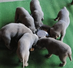 Silber Labrador Welpen mit Papieren