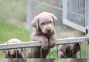 Premium Silber Labrador Welpen mit Papieren 