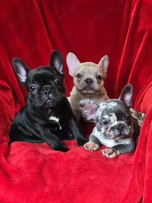 Französische Bulldoggen-Welpen suchen ein neues Zuhause