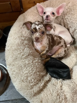    Wunderschöne Chihuahua-Welpen suchen ein liebevolles Zuhause!     