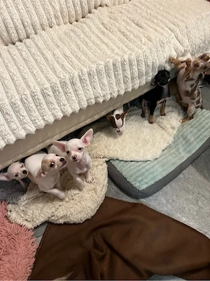    Wunderschöne Chihuahua-Welpen suchen ein liebevolles Zuhause!     