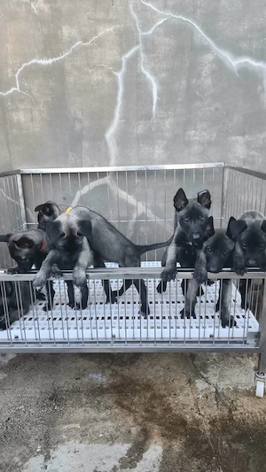 Belgische Schäferhundwelpen suchen ein liebevolles Zuhause