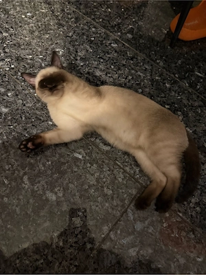 Siam katzen kater noch zu haben