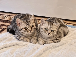 Zwei kleine BKH-Kitten suchen ein Zuhause