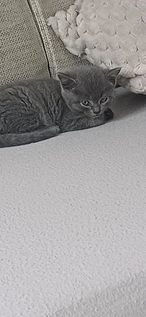 Baby katzen zu verkaufen
