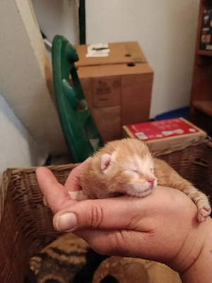 7 kleine Katzenbabys 