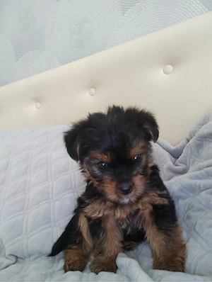 Yoskshire terrier