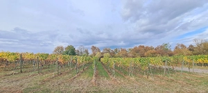 Weinberg Gewann Ölkölbel in Dielheim 