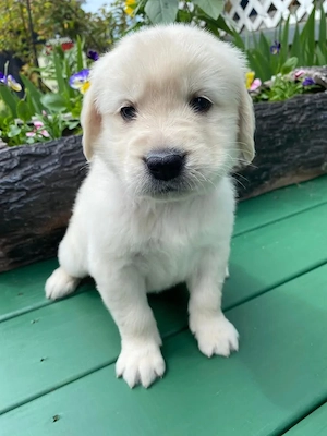Golden-Retriever-welpen, 12 wochen   in liebevolle hände abzugeben