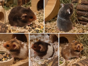 Goldhamster Jungtiere Teddyhamster Babys 