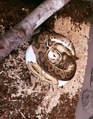 Schlangen, zwei Königspythons ca. 5 Jahre 