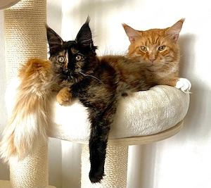 Maine Coon Kitten Weibchen