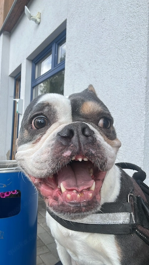 Bulldoggen Mädchen sucht neues Zuhause 