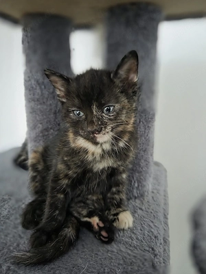 Süße kleine Katzenbaby sucht ein liebevolles neues Zuhause!     