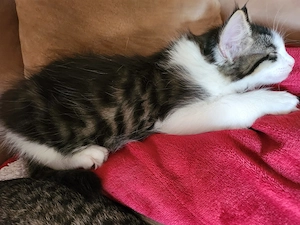 kleiner Kitten-Kater ist auszugsbereit 