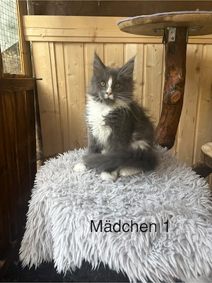 Maine Coon Kitten 