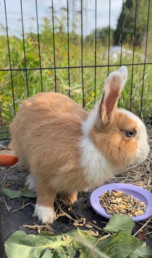 Zwergkaninchen