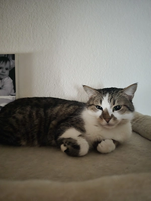 Kira sucht ein neues Zuhause 