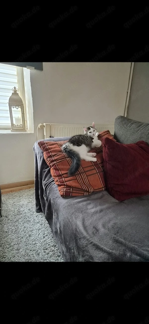 Kitten 5 Monate alt