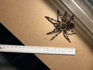 Acanthoscurria geniculata sucht liebevolles Zuhause   Abholung in Chemnitz