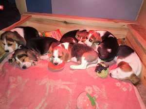 Beagle Welpen suchen ein Zuhause 