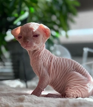 Reinrassig Sphynx kitten