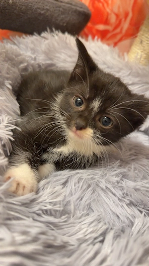 süsse kleine kitten 