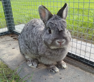 Geimpfte liebe Farbenzwerg Häsin 2 Jahre Zwergkaninchen Kaninchen Hase Zwerg Emsdetten Minizwerge 