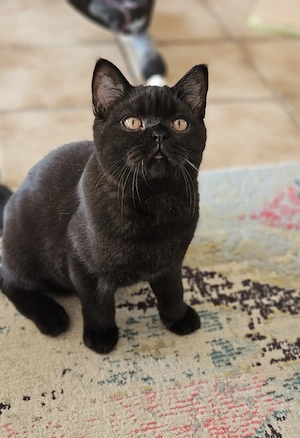 wunderschöner BKH Kater