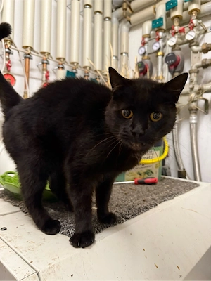 Katzen abzugeben 