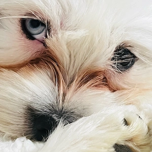 Süßer Malteser-Shih-Tzu-Mix sucht ein liebevolles Zuhause   