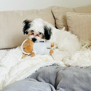 Süßer Malteser-Shih-Tzu-Mix sucht ein liebevolles Zuhause   