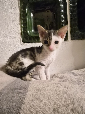 Süße Norwegische Waldkatzen Rex Mix Kitten 
