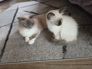Heilige Birma Deckkater   wunderschöner Kater sucht rollige Katzendamen