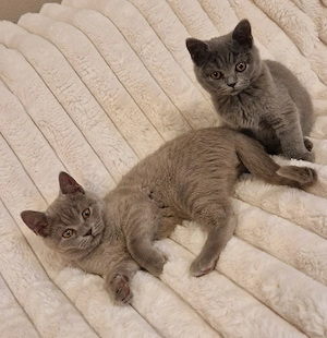 Reinrassige BKH Kitten 