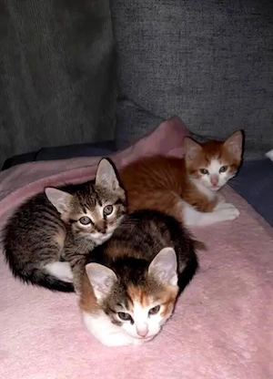 Europäische Katzenbabys