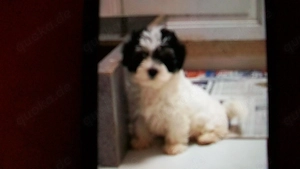 gesunde Biewer Yorkshire Terrier Welpen