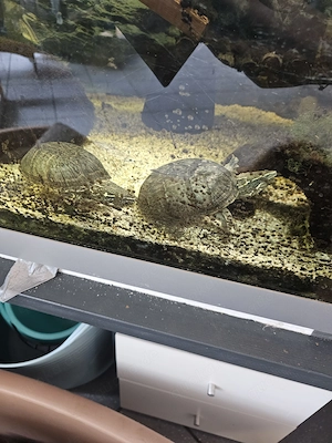 Moschussschildkröten