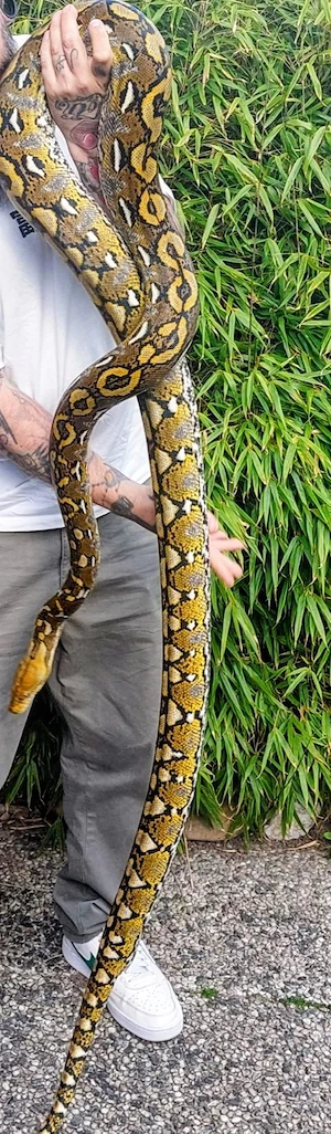 0.1 Retic nz 21