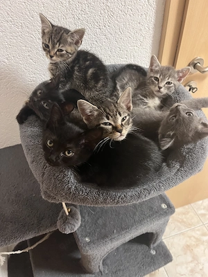 Wunderschöne Kitten suchen neues Zuhause 