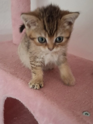 Bkh Kater 