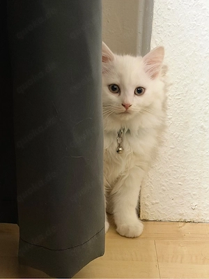 Baby-Katze     