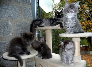 Wunderschöne Maine Coon Kitten Kätzchen Katze
