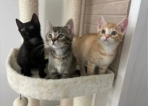 Europäische Kurzhaar Kitten 