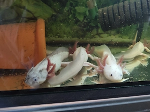 Axolotl Tiere, 17-26cm groß 
