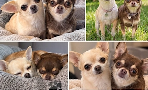 Chihuahua Damen  zusammen 