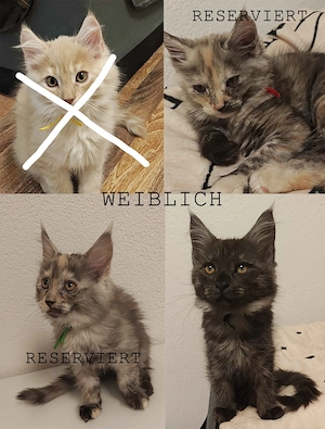 Maine Coon Kittens