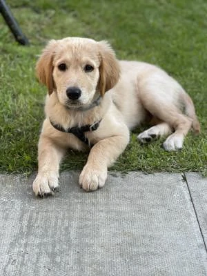 Golden Retriever Hündin