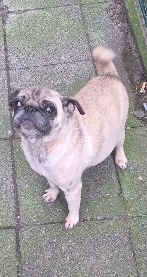 Wir suchen für unsere Mops-Hündin ein neues Zuhause. Wir haben sie selbst erst vor Kurzem geschenkt 