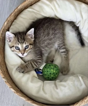 Britisch kurzhaar Kitte Baby 